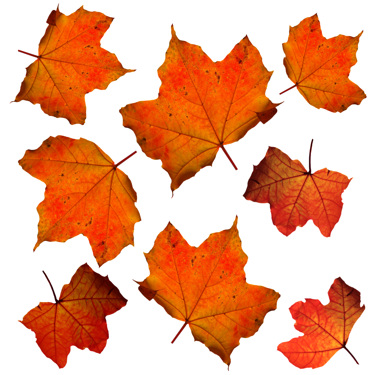 fall, leaves, leaf, isolated, orange, autumn, foliage, maple, season, seasonal, pattern, bright, nature, color, fall, isolated, orange, maple, maple, maple, maple, maple
